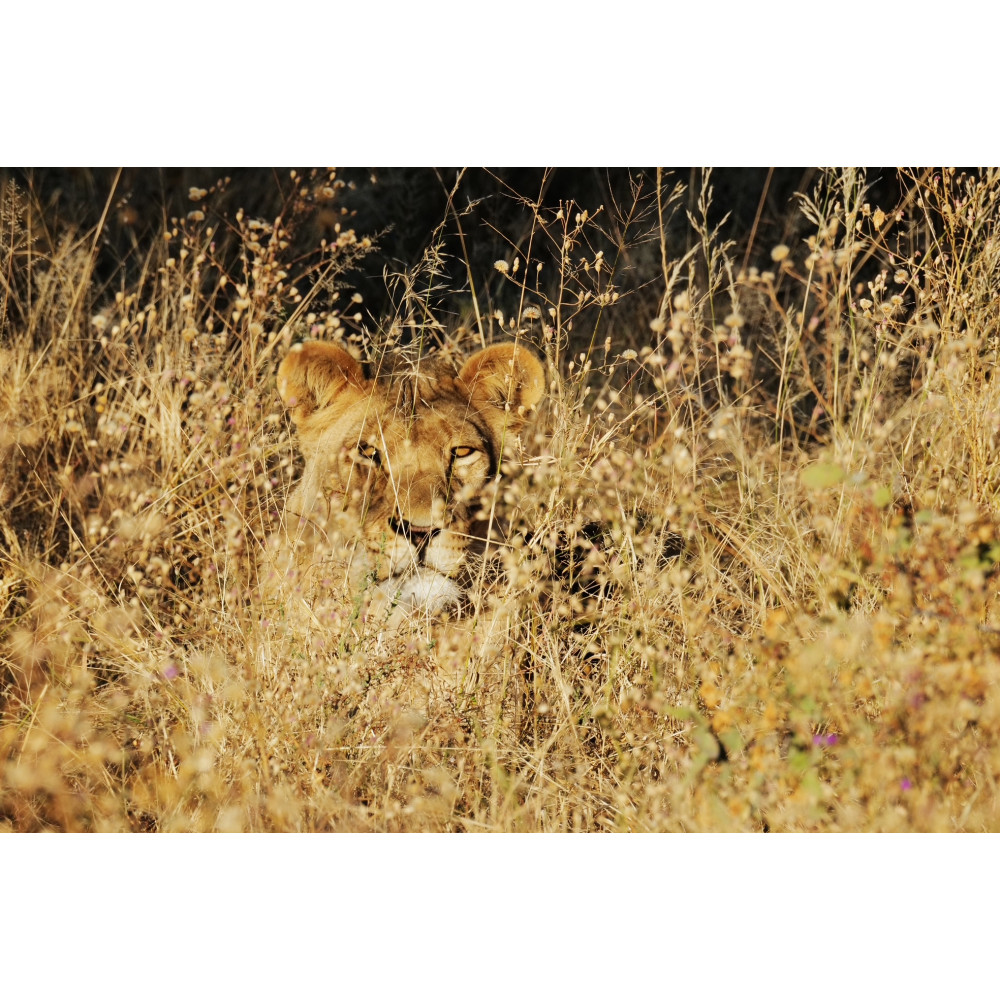 https://leica-store.ph/image/cache/catalog/PATRICK%20UY%20-%20TALK/O1000931_v1-lioness-1000x1000.JPG